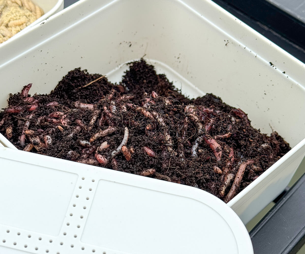 Cresta Bait Tub 600 ml – Köderdose mit gelochtem Deckel Weiß