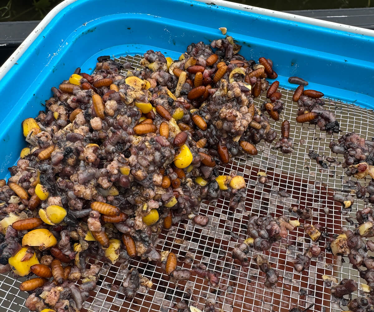 Cresta Bait Tub 1600 ml – Closed Lid + Metal Riddle Köderbox