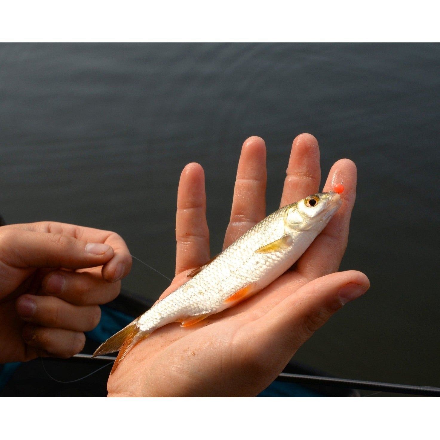 SPAGHETTI BALLS - KM-Tackle