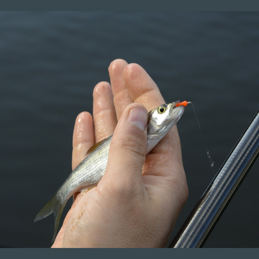 SPAGHETTI WORMS - KM-Tackle