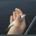 SPAGHETTI WORMS - KM-Tackle