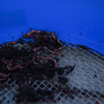 SUPA RIDDLE SQUARE MESH - KM-Tackle